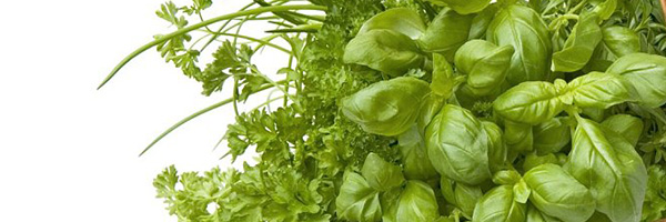 Secar Hierbas Aromáticas